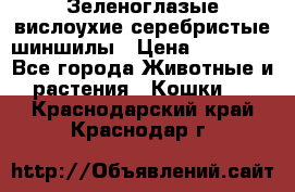 Зеленоглазые вислоухие серебристые шиншилы › Цена ­ 20 000 - Все города Животные и растения » Кошки   . Краснодарский край,Краснодар г.